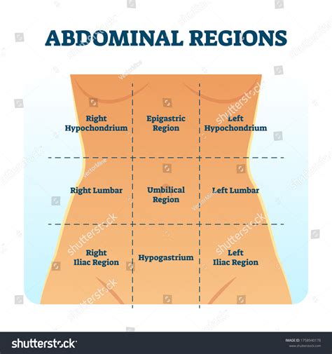 1,065 Human Anatomy Body Regions Images, Stock Photos & Vectors ...