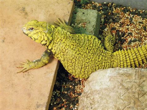 Uromastyx Lizard - Reptiles Magazine