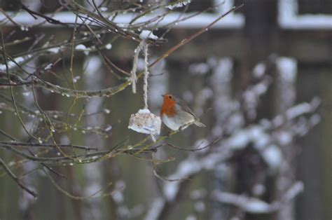 A Robin eating form the Cubs’ bird feeder – 6th West Lothian Scout Group