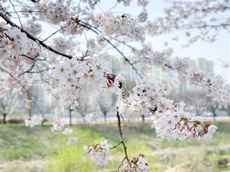 Cherry Blossom Flower Pink - Free photo on Pixabay