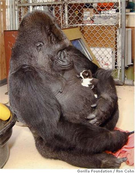 Koko the gorilla gets two new kittens, we all rejoice