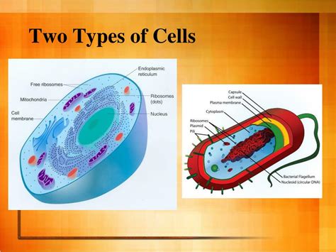 PPT - Cell Organelles and their Functions PowerPoint Presentation, free ...