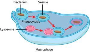 Vesicles and Vacuoles, Lysosomes, and Peroxisomes – MHCC Biology 112 ...