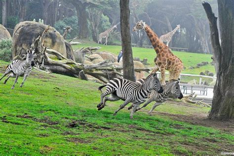 San Francisco Zoo Keeps Wild Animals Wild