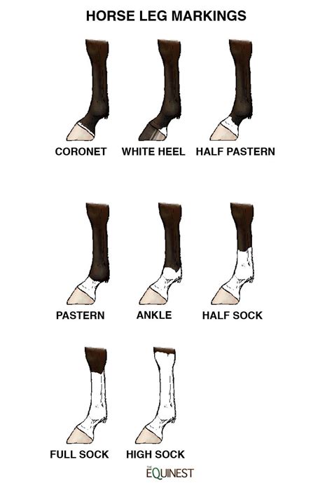 Quick Guide To Horse Leg Markings in 2022 | Horse markings, Horse care ...