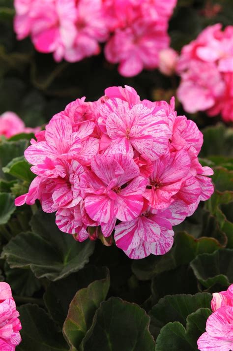 Pelargonium 'Fantasia Raspberry Twizzle' | Fantasia® Geranium | Green ...