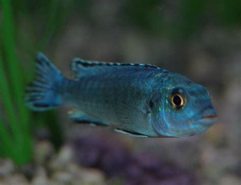 Johanni Cichlid (melanochromis Johannii) Photos