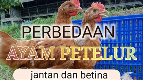 AYAM PETELUR / Perbedaan Ayam Petelur Jantan dan Ayam Petelur Betina ...