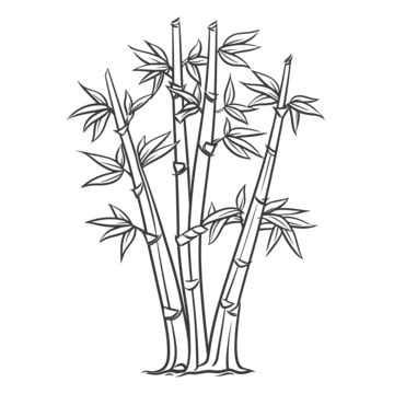 Bamboo Tree Coloring Page PNG Transparent Images Free Download | Vector ...