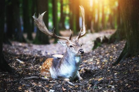 Deer with Antlers in Forest Stock Photo - Image of fairytale, antlers ...