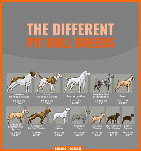 What are the Different Types of Pit Bulls? — Breeding Business ...