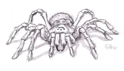 Realistic spider drawing | Schizzi d'arte, Schizzi di animali, Disegni ...