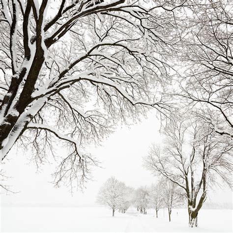 Snow on Trees: Pretty or Problematic? | Elite Tree Care