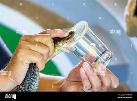 Snake venom extraction hi-res stock photography and images - Alamy