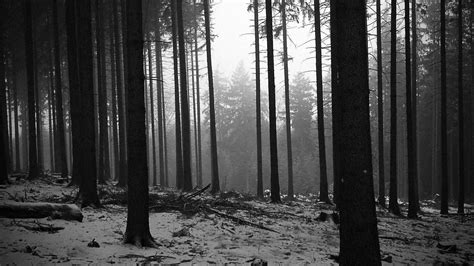 Black and White Forest Wallpaper Full HD. | Black and white landscape ...