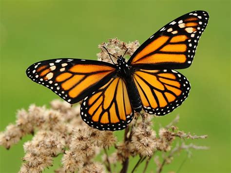 Monarch | Butterfly Conservation