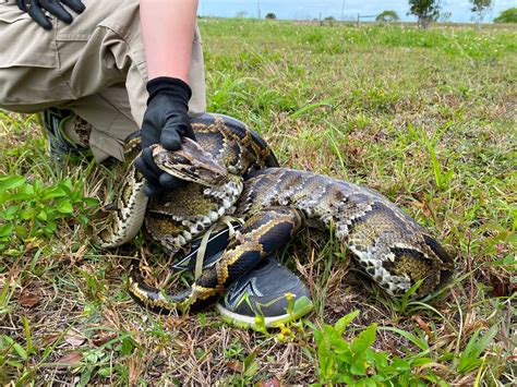 Florida Conservationist and Son Capture Record-Setting, 198-Pound ...