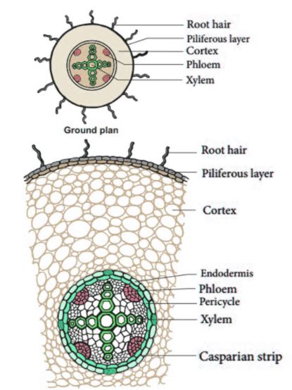 Anatomy of Roots Important Topics, Explanation, Epiblema & Monocot root ...