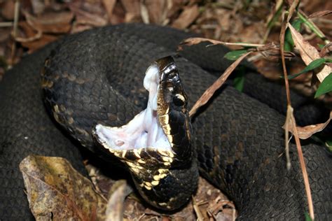 How to Identify a Baby Cottonmouth Snake (16 Helpful Photos)