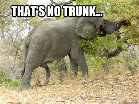 10++ Funny Elephant Memes Pictures - Factory Memes