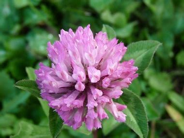 Red Clover: Pictures, Flowers, Leaves & Identification | Trifolium pratense