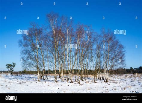 Birch Tree Betula Winter High Resolution Stock Photography and Images ...