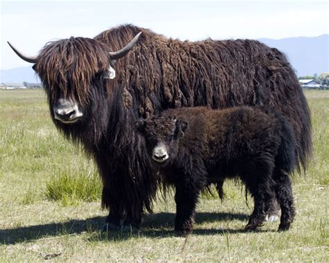 Yak | Animal Wildlife