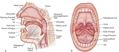 Nasal Cavity Diagram Unlabeled : Anatomy Physiology of Nose, Nasal and ...