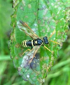 Sawfly identification | Milton Keynes Natural History Society