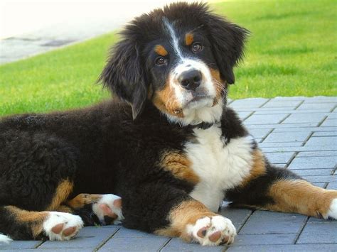 How Much Food Do You Feed A Bernese Mountain Dog Puppy