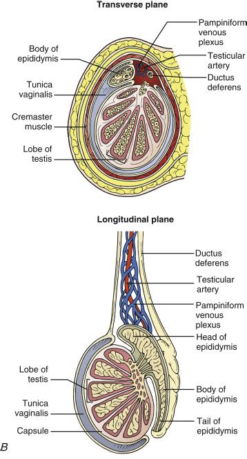 Testicular Ultrasound | Radiology Key