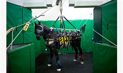 Studs and stitches: Israeli equine hospital shows surgery isn’t ...