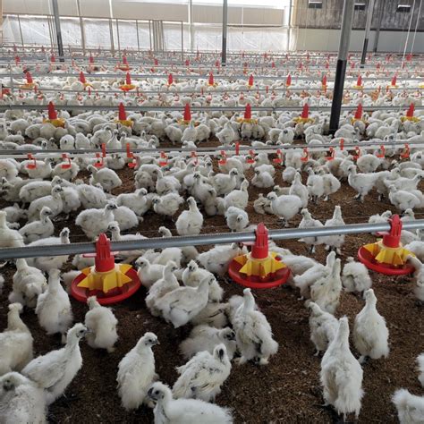 High Quality Automatic Chicken House Broiler Shed Poultry Farming/Farm ...