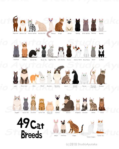 49 Breeds of Cats Chart Svg Jpg Png 1620 - Etsy Canada