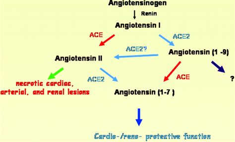 Angiotensin-Converting Enzyme II in the Heart and the Kidney ...