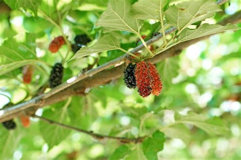 Mulberry Health Benefits - Healthier Steps