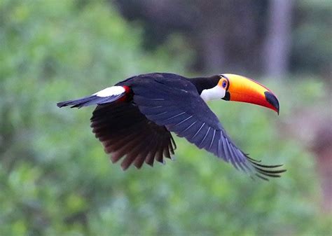 People Are Suddenly Realizing Toucans Are Weirder Than They Thought ...