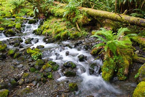 Hoh River Trail, Olympic National Park, Hoh Rainforest to Blue Glacier ...