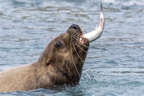 Killer Whales Eating Seals