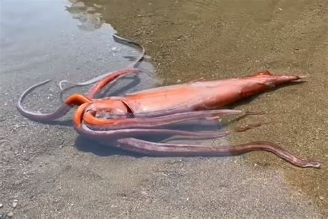 11 Giant Squid Facts - Fact Animal