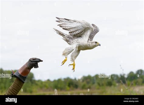 Gerfalke, Falco rusticolus, Gyrfalcon Stock Photo - Alamy