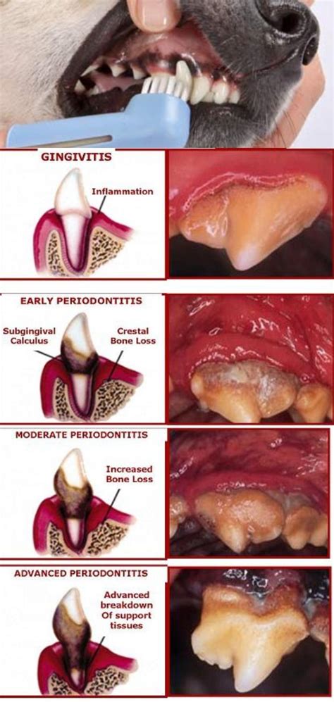 What is Dog periodontal disease?