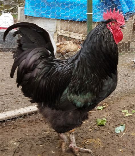 Black Australorp | BackYard Chickens - Learn How to Raise Chickens