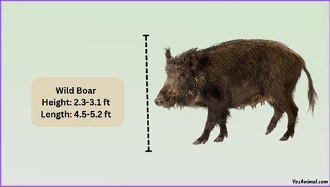 Wild Boar Size Explained: How Big Are They Comparison?