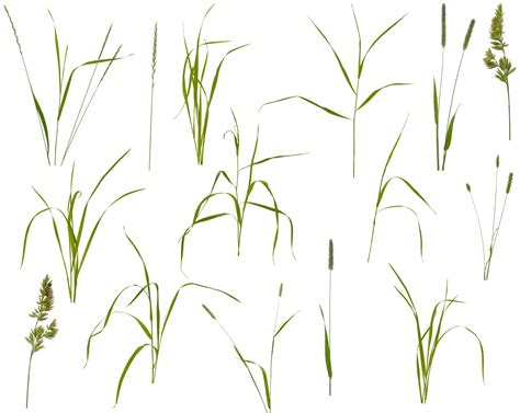 Invasive Grasses In Lawns | How To Identify And Get Rid