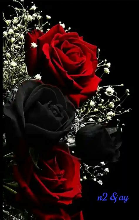 Beautiful Black Rose Wallpaper Hd | Black roses wallpaper, Black rose ...