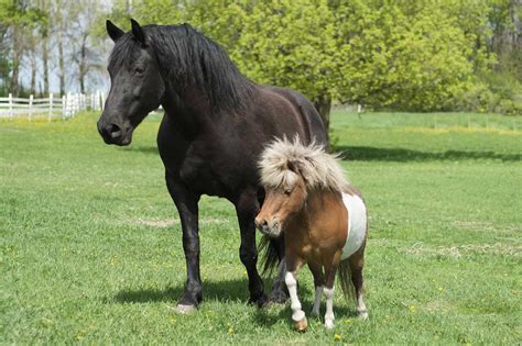 Why Miniature Horses Make Such Great Service Animals