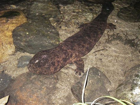 The Japanese giant salamander – a living dinosaur | InsideJapan Blog