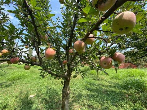 Orchards dazzle with Apples in J&K: Big boost to rural economy - India ...