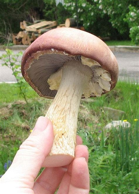 30 g Fresh Stropharia rugosoannulata Mycelium Buy WINE CAP Mushroom ...